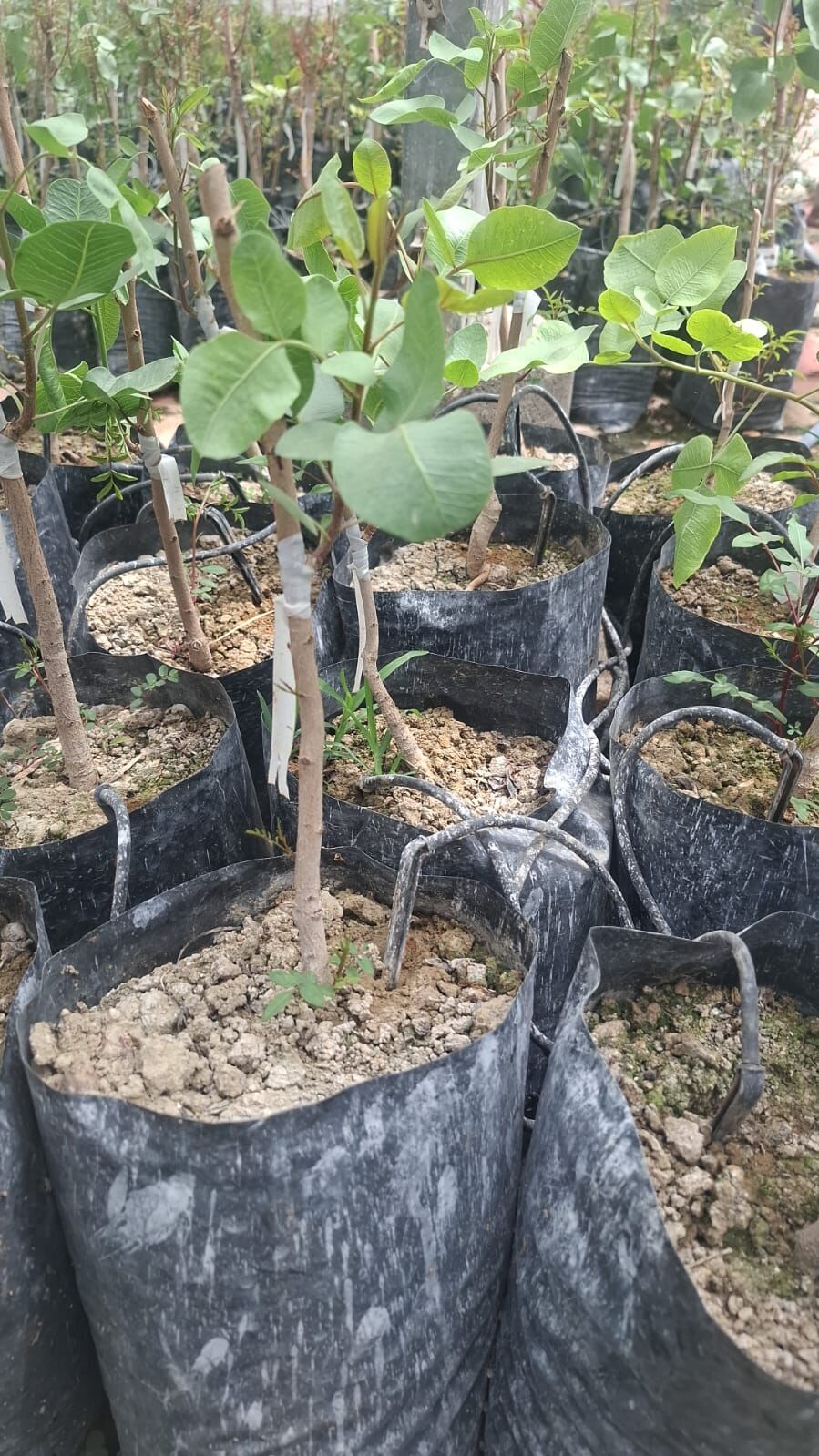 Aşılı Siirt Fıstığı (UCB Anaç Aşılı)