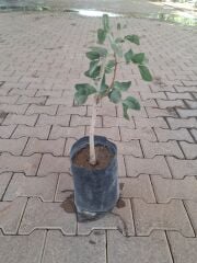 Aşılı Erkek Fıstık