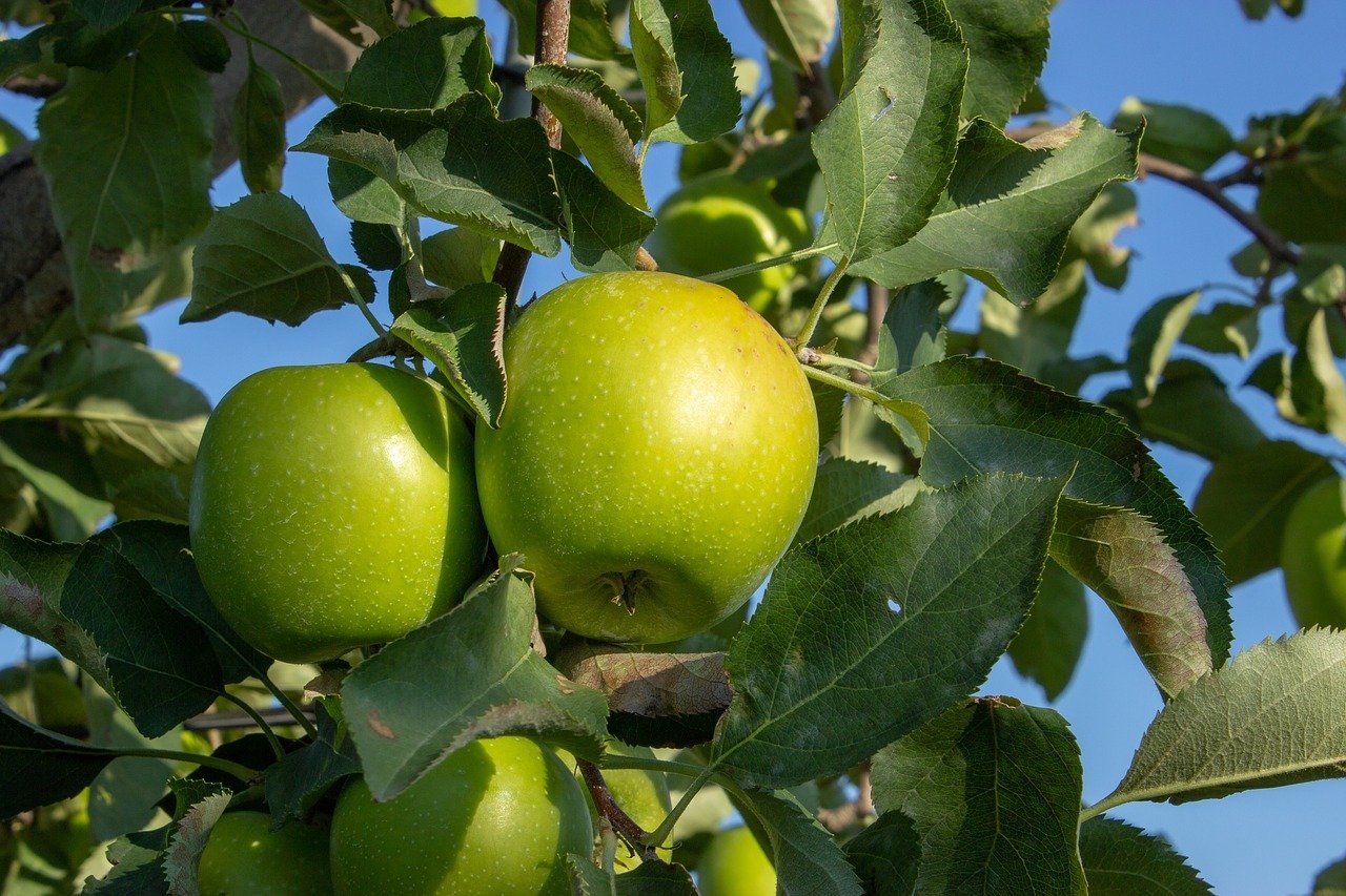 Granny Smith