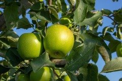 Granny Smith