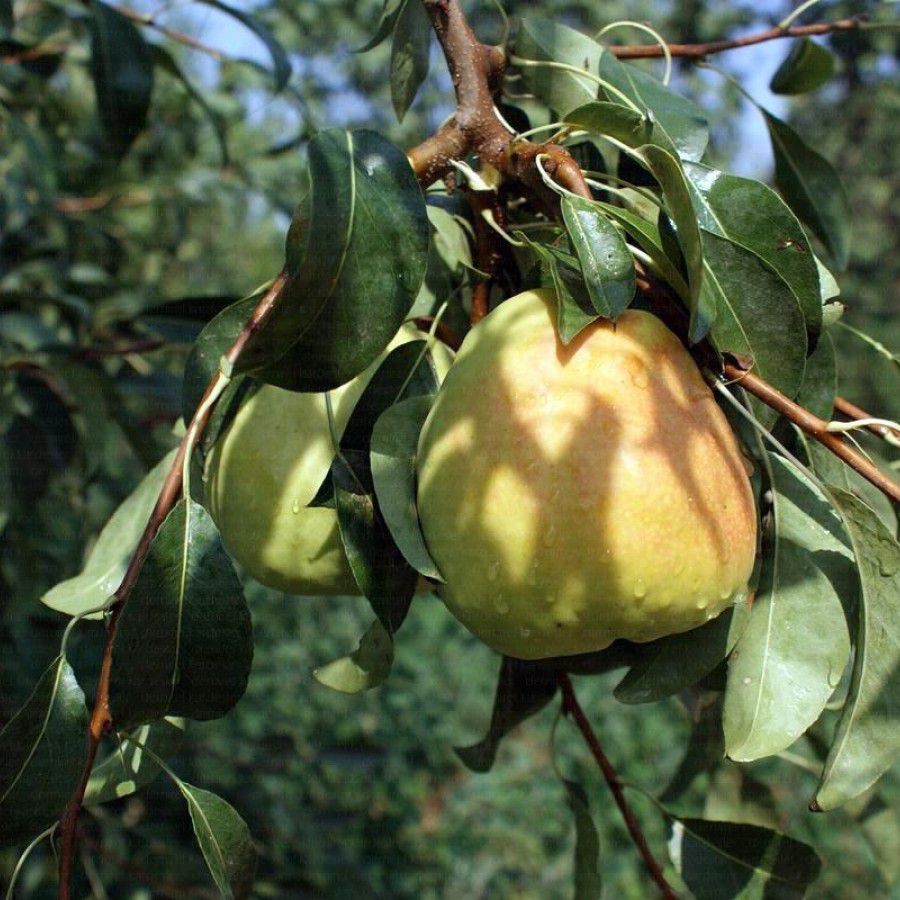 Deveci Armut Fidanı