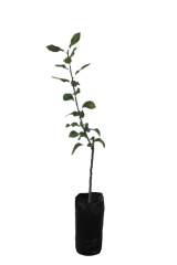 Hacı Hamza Armut Fidanı