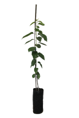 0900 Ziraat (Napolyon)