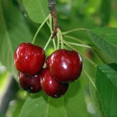 0900 Ziraat (Napolyon)