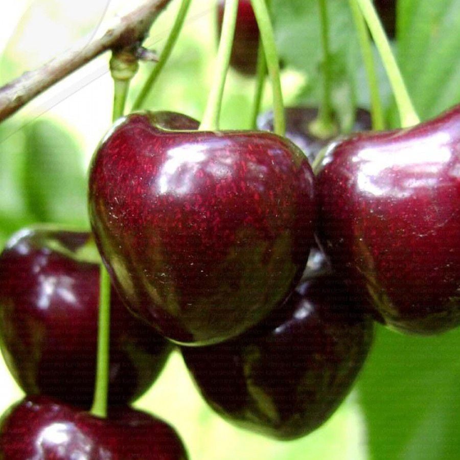 Cordia