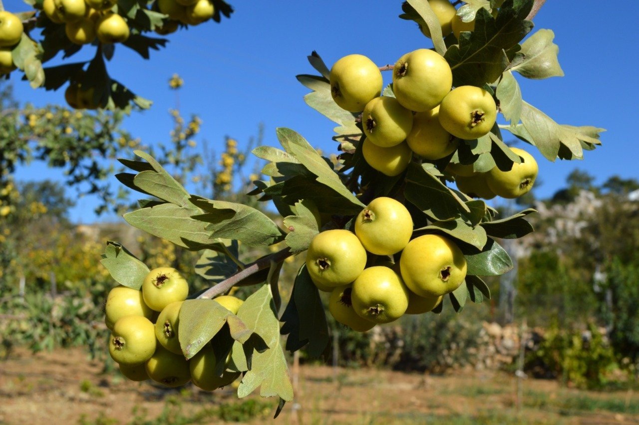 Alıç Fidanı