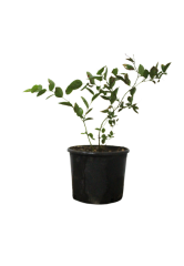 Blueberry (Mavi Yemiş)