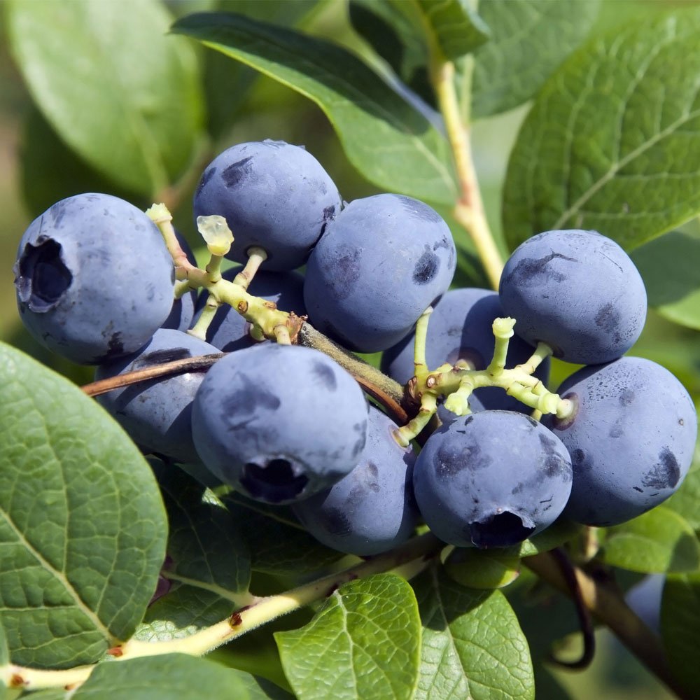 Blueberry (Mavi Yemiş)