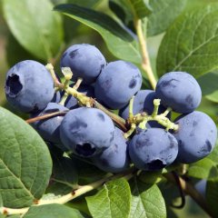 Blueberry (Mavi Yemiş)