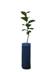 Rojo Brillante Hurma