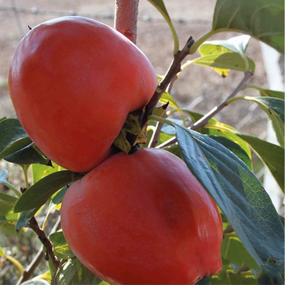 Rojo Brillante Hurma