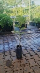 Abbas İncir Fidanı Tüplü