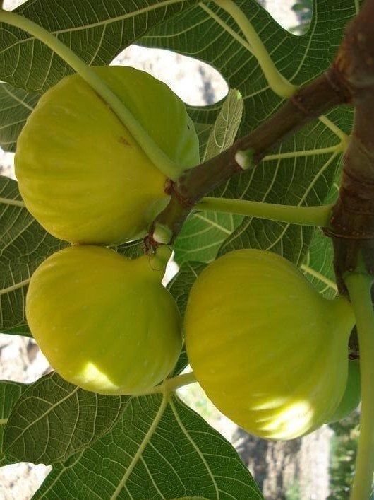 Abbas İncir Fidanı Tüplü