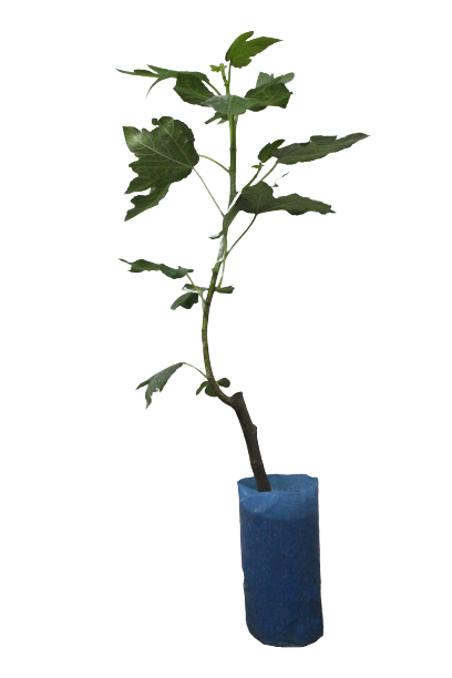 Paşa İncir Fidanı Tüplü