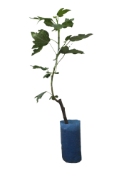 Paşa İncir Fidanı Tüplü