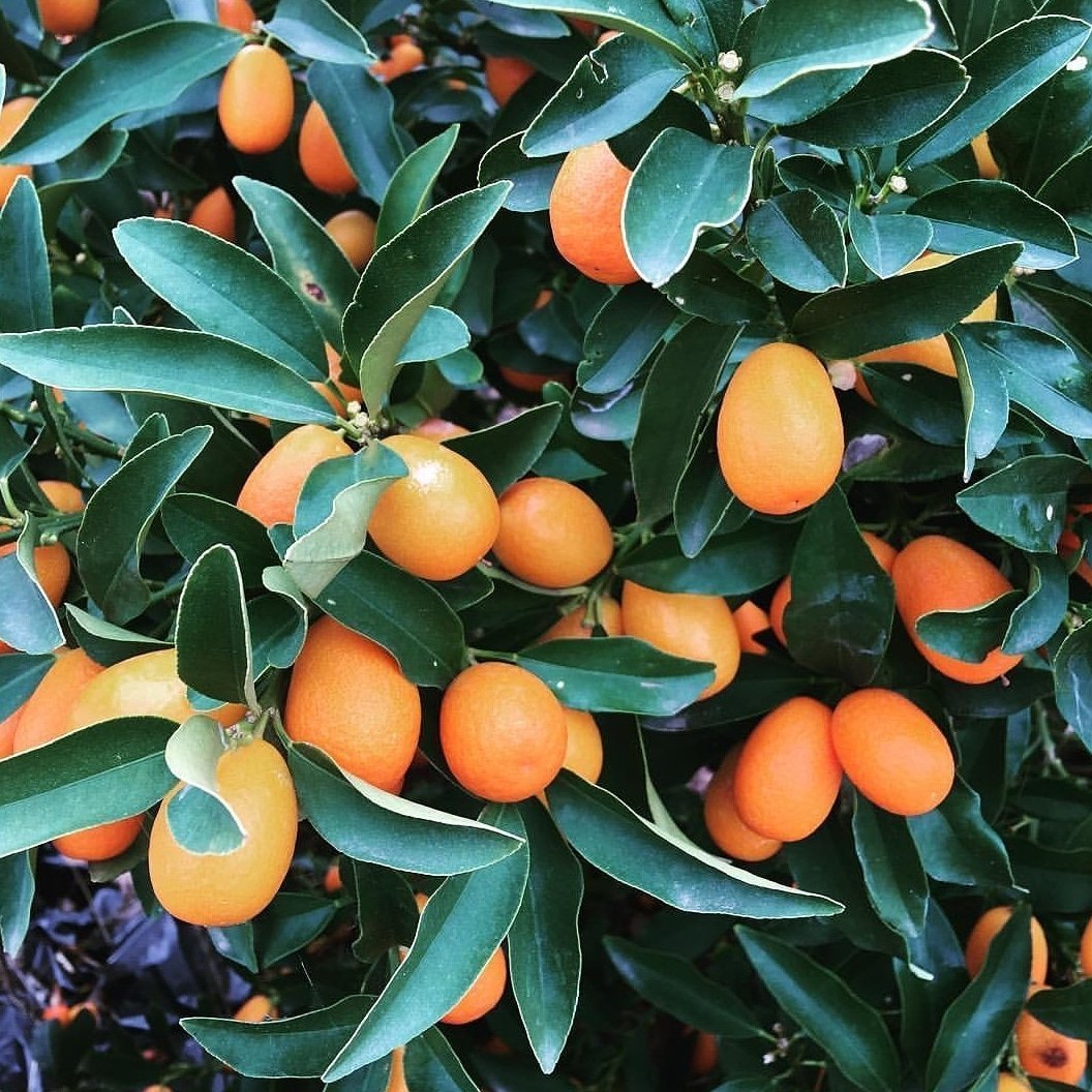 Kamkat Fidanı Tüplü