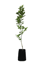 Mandalina Fidanı