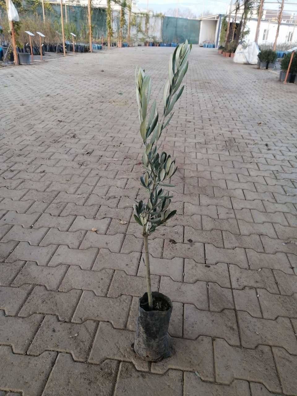 Gemlik Zeytin Fidanı
