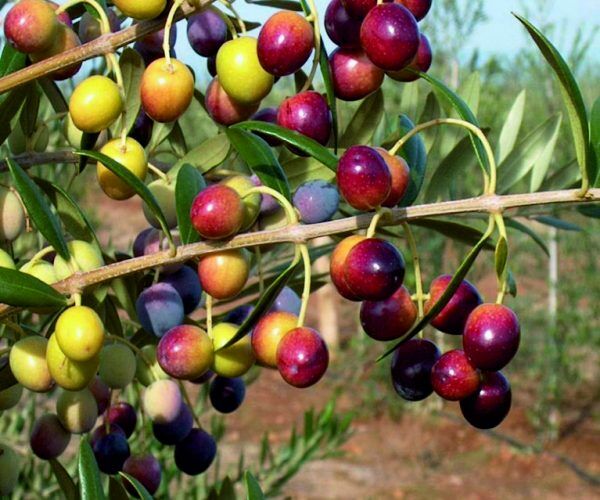 Arbequina (Bodur) Zeytin Fidanı 1 Yaş